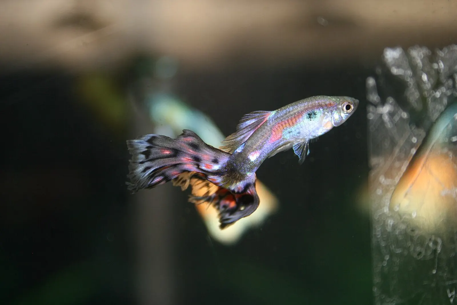 Sample photo: a fancy guppy with a patterned tail (not our exact fish). Ask us for a live photo or video.