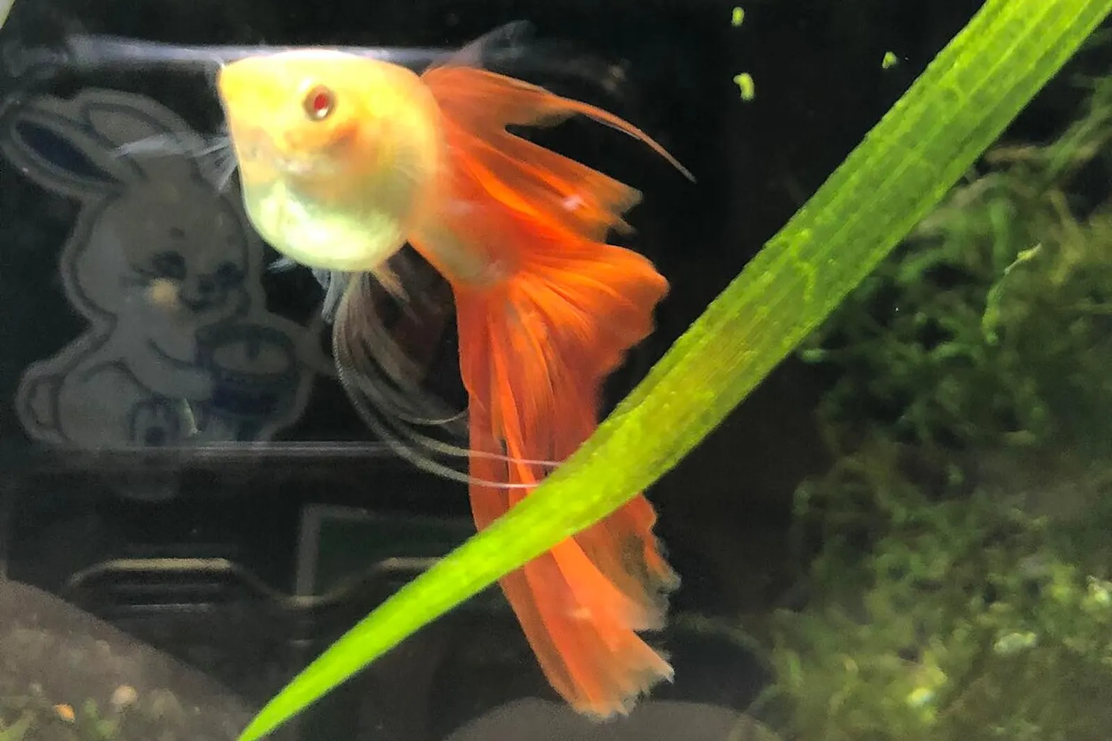 Sample photo: a red-tailed fancy guppy (not our exact fish). Ask us for a live photo or video.